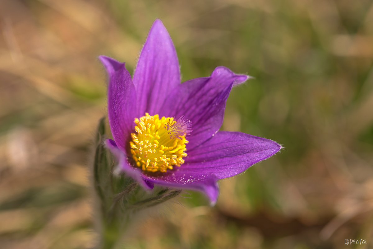 Fleur Anémone Pulsatille-6852.jpg