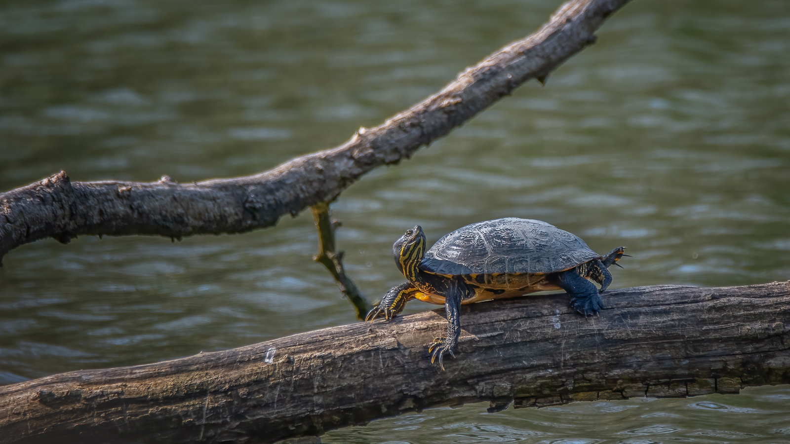 DSC_9585-Modifier-Modifier-Modifier-2.jpg