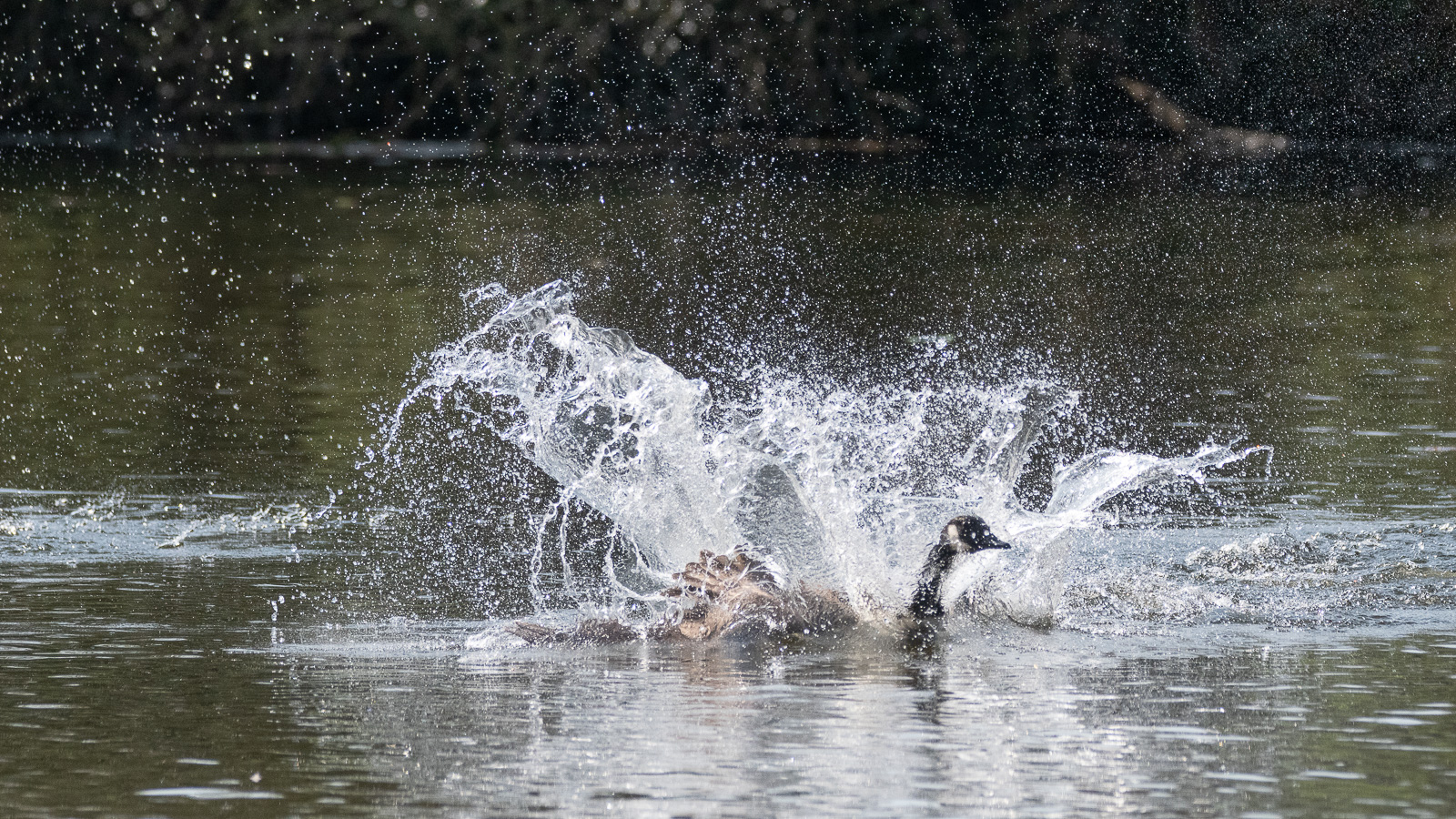 DSC_9643.jpg