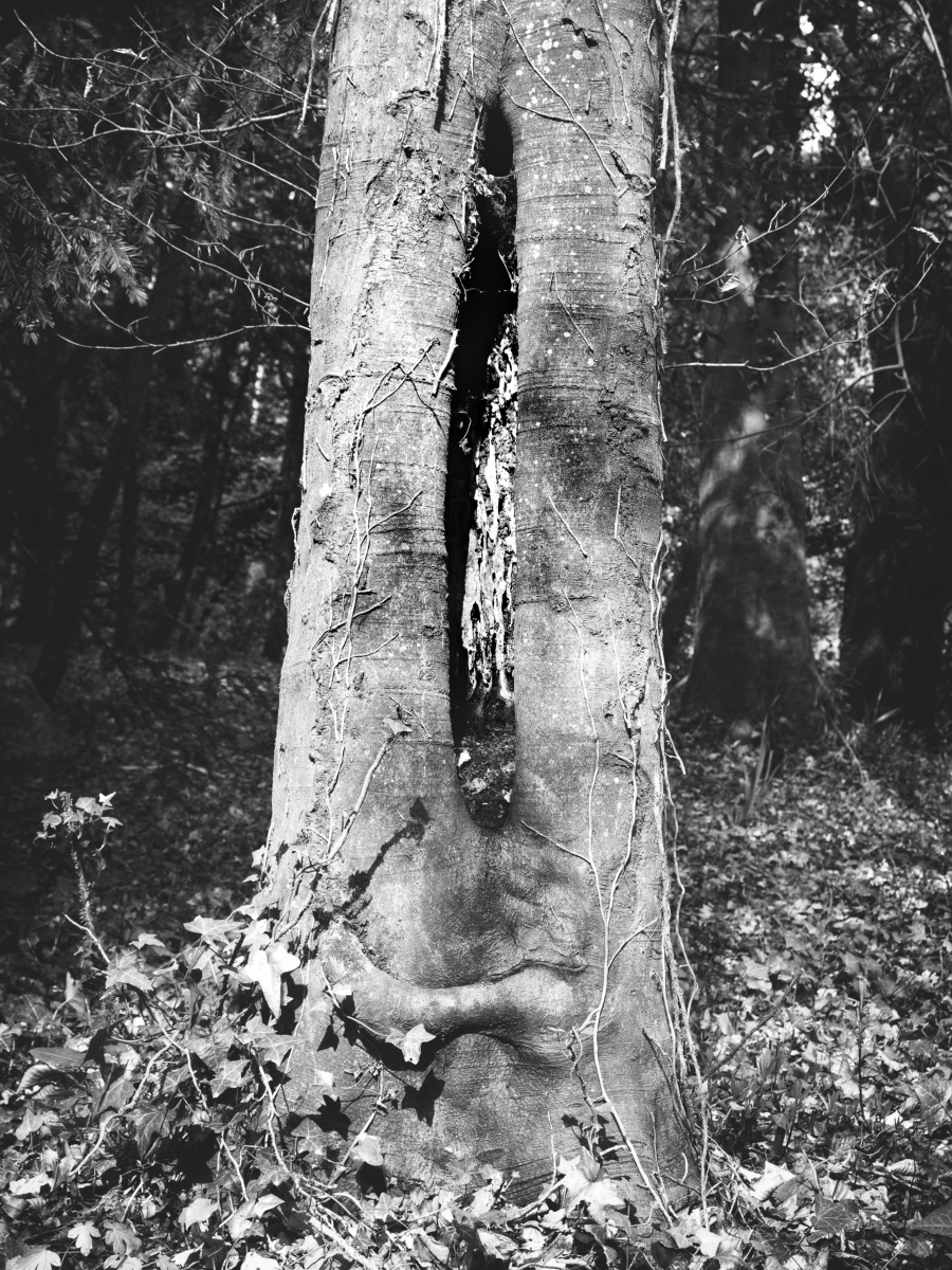 Nature6.jpg