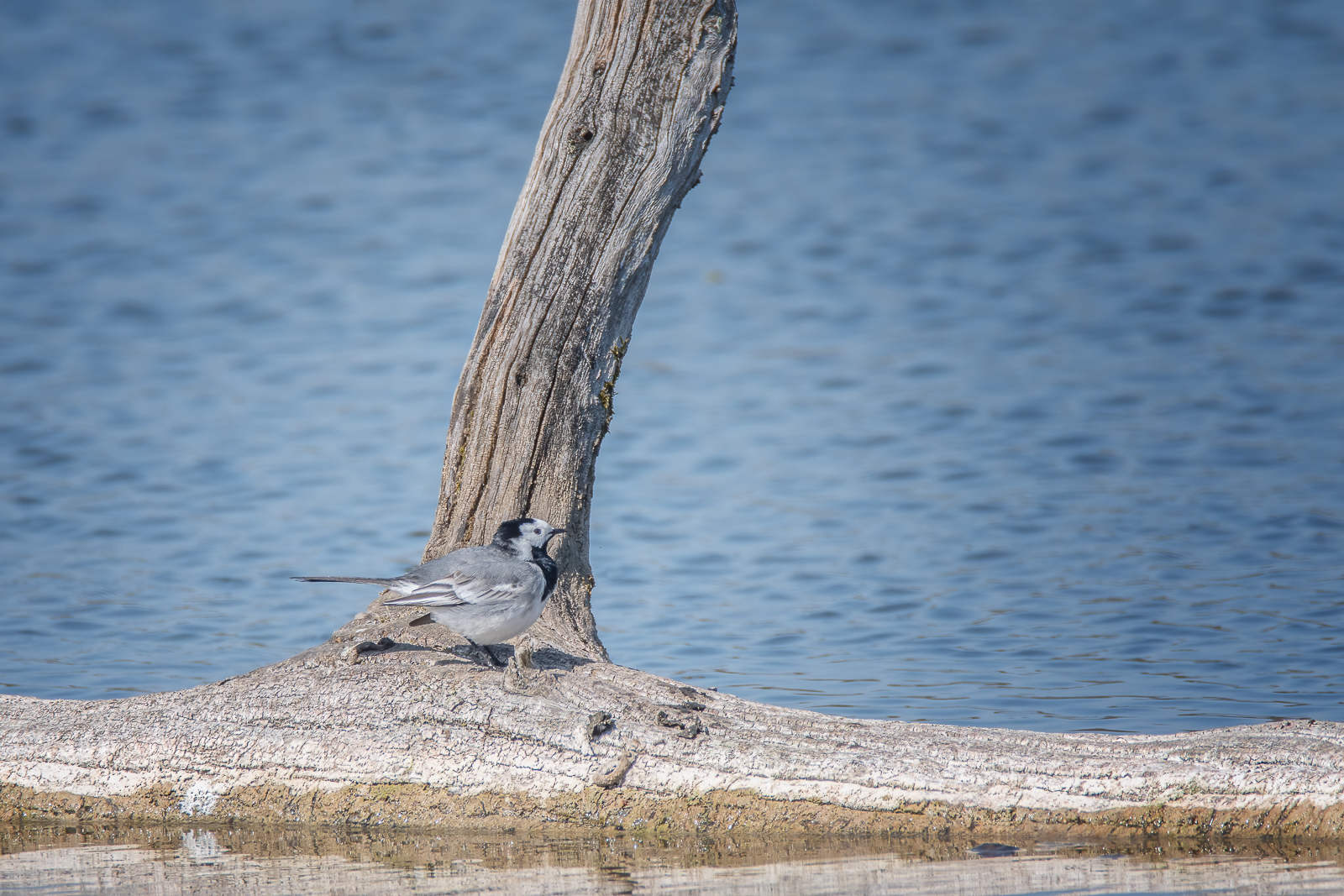 DSC_9381-Modifier-Modifier.jpg