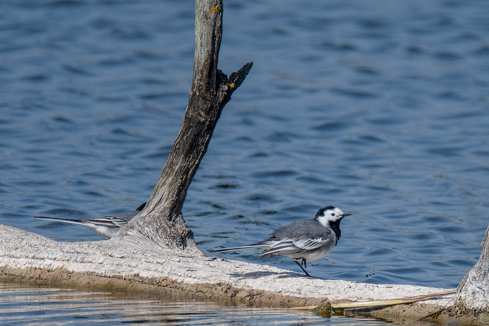 DSC_9403-Modifier.jpg