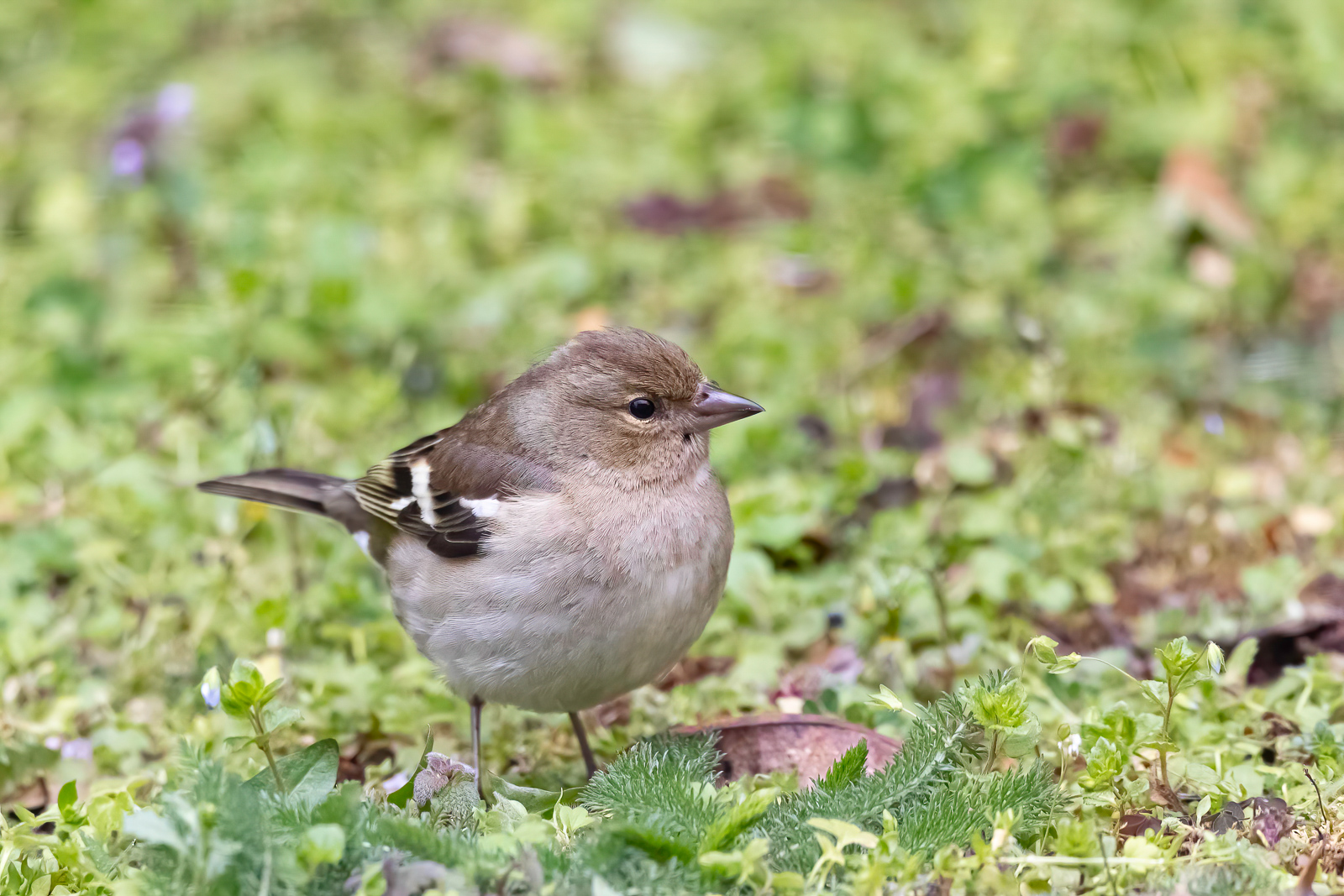 R6__4134.jpg