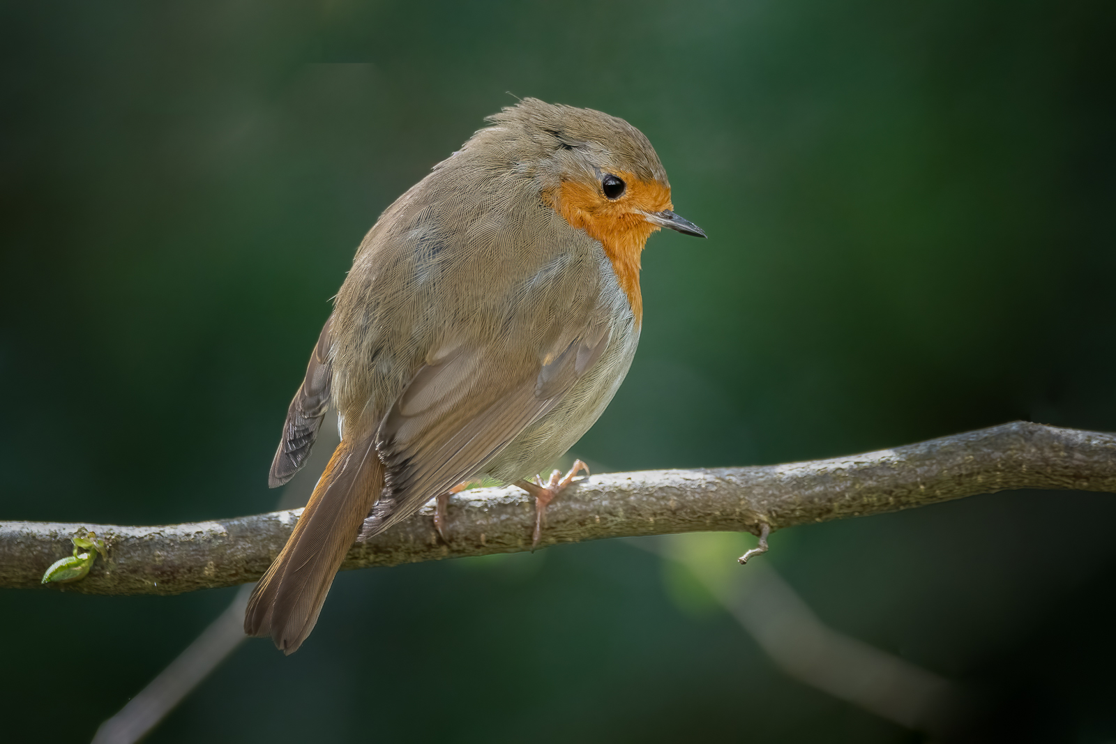 DSC_9879-Modifier-Modifier.jpg