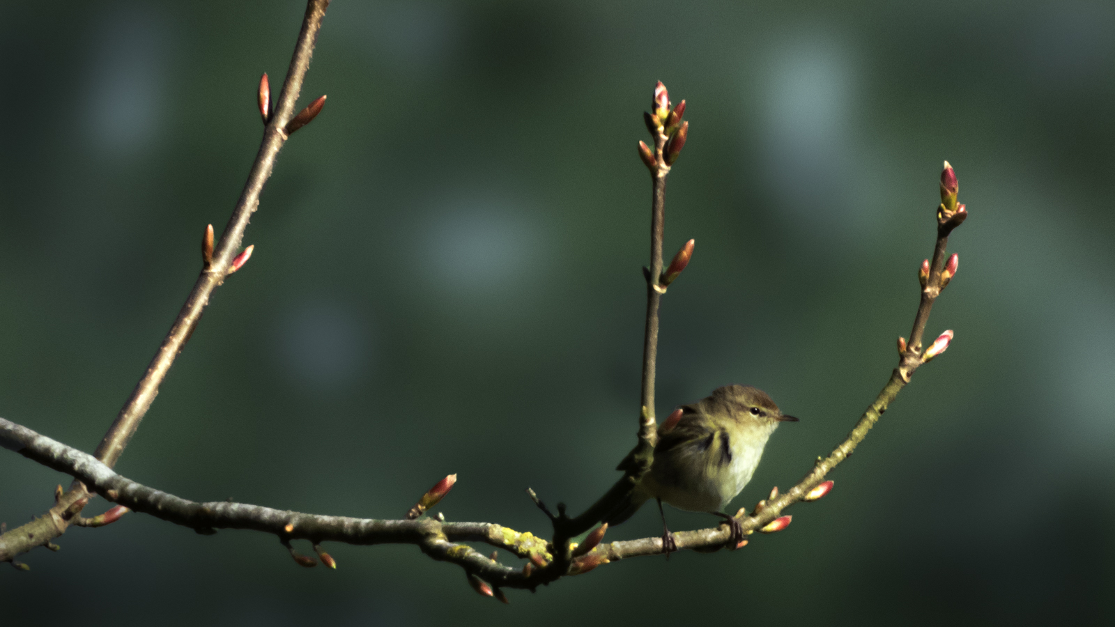 DSCN8051-Modifier.jpg