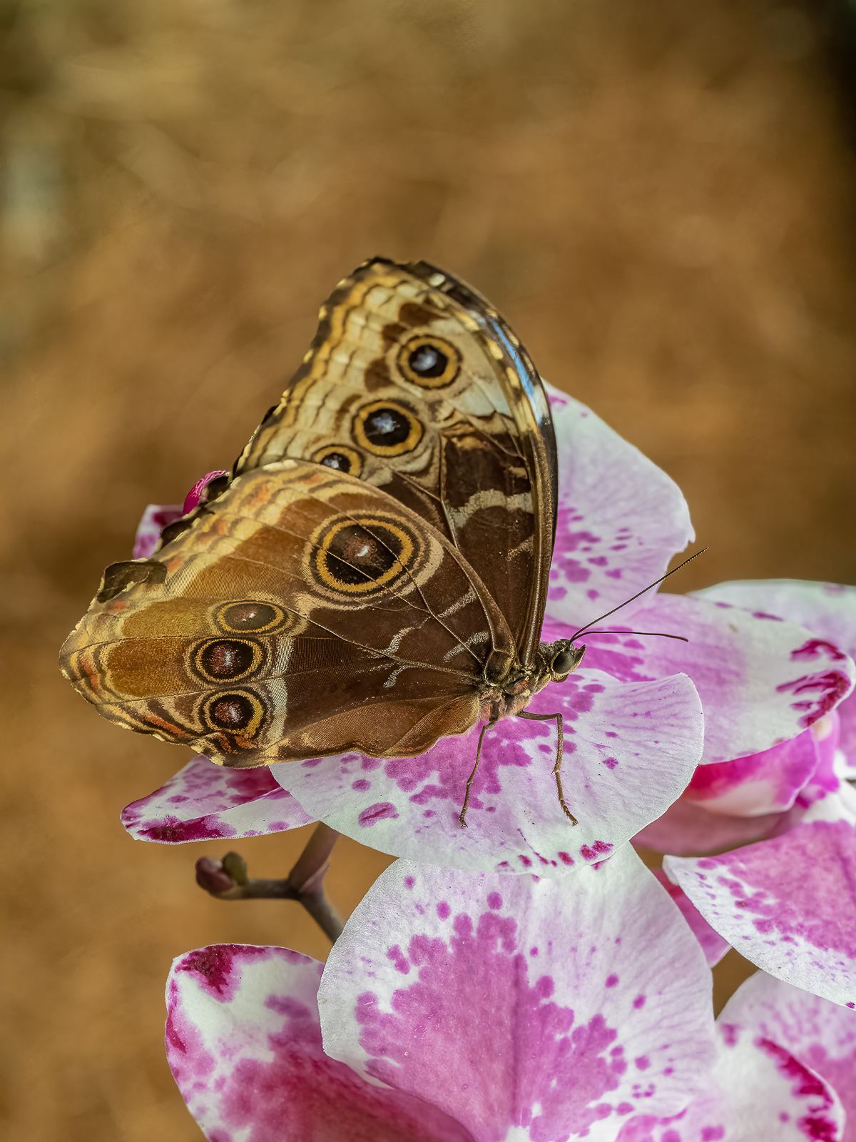 DSC_0506-Modifier-Modifier.jpg