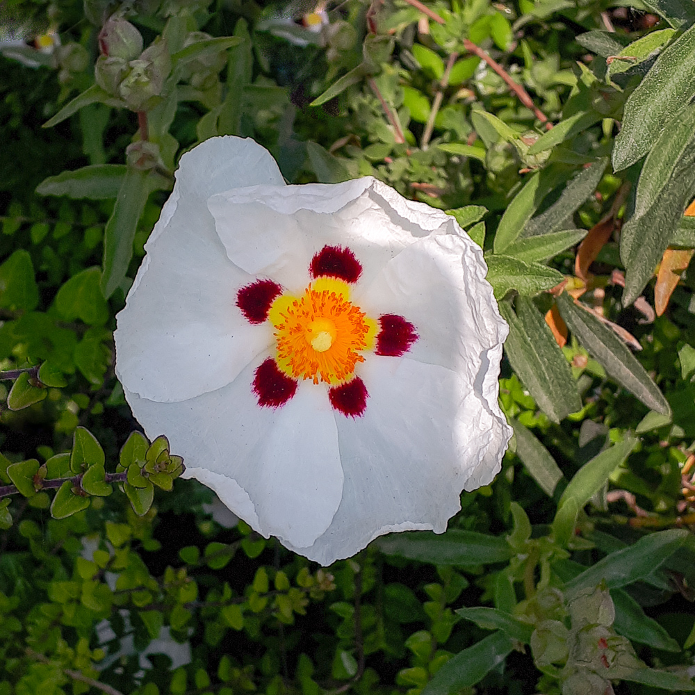 fleur ombre.jpg