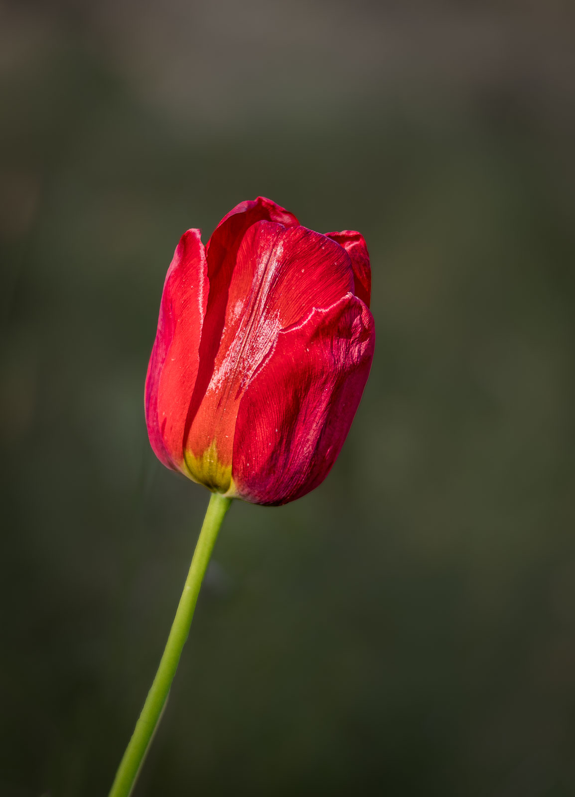 Tulipe2.jpg
