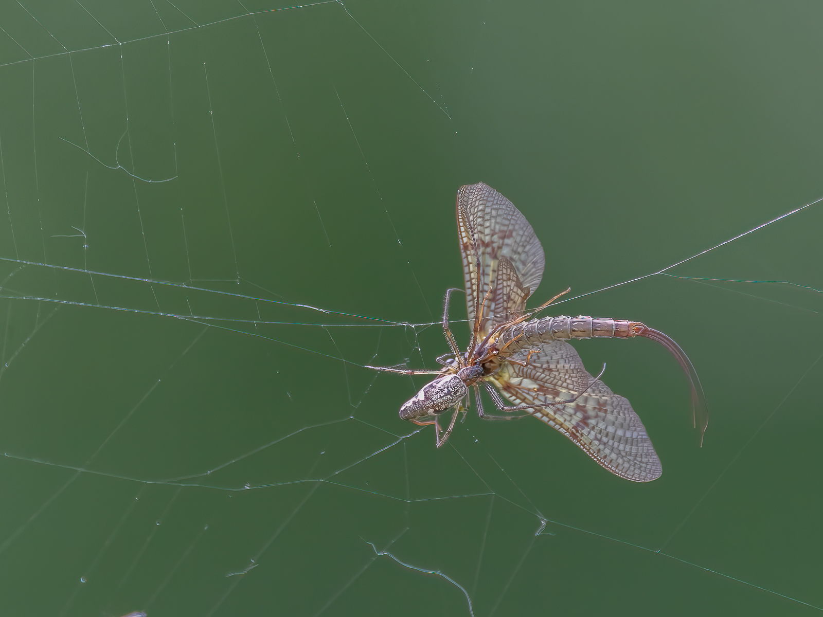 DSC_1222-Modifier-Modifier.jpg