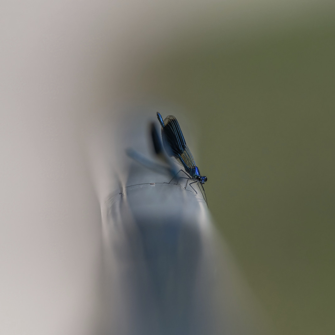 DSC_2297-Modifier-2_recadrage 1-1.jpg