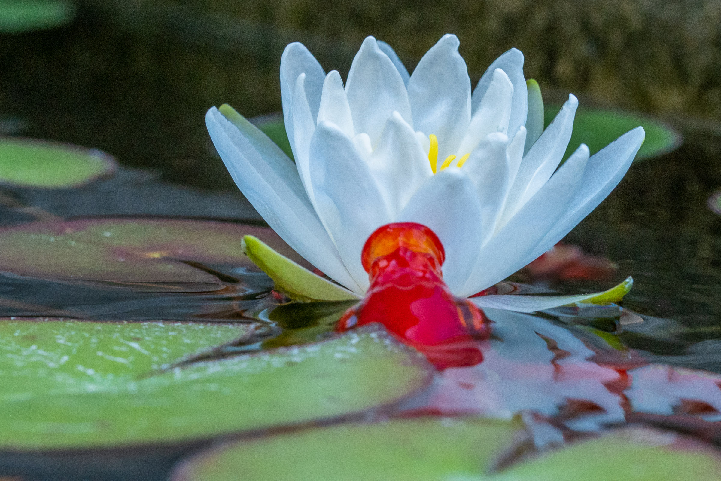 DSC_5377-Modifier.jpg