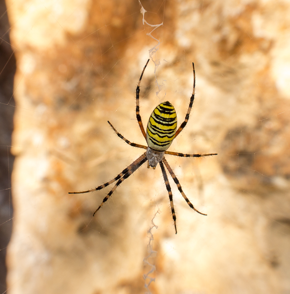 Arachnidée.jpg