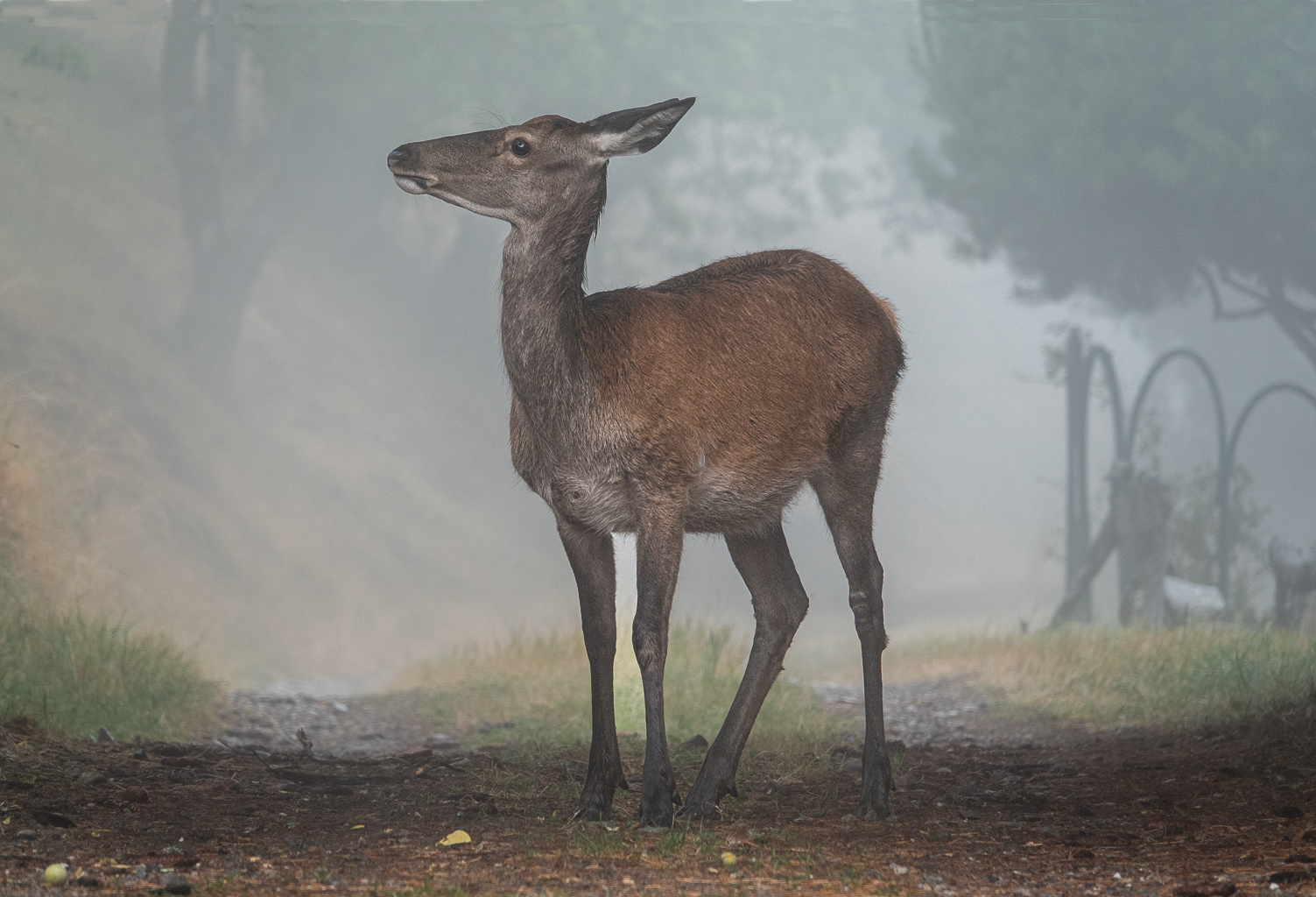Biche agrandie  jpeg.png 2.jpg