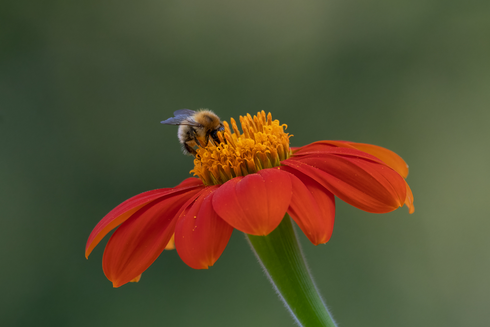 DSC_3566-Modifier.jpg