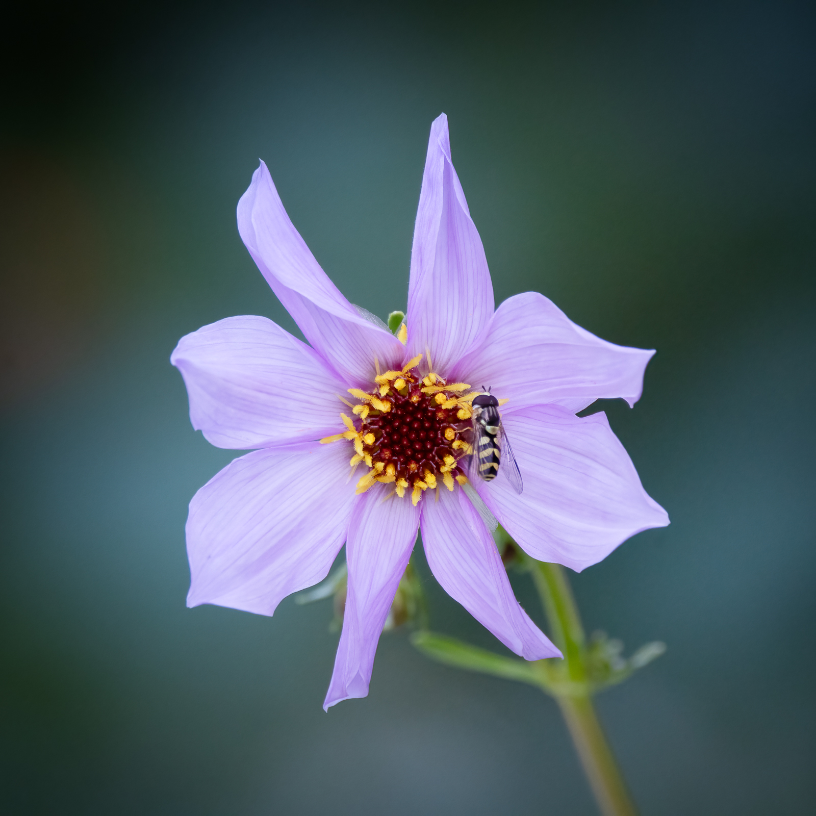 DSC_3571-Modifier-Modifier.jpg