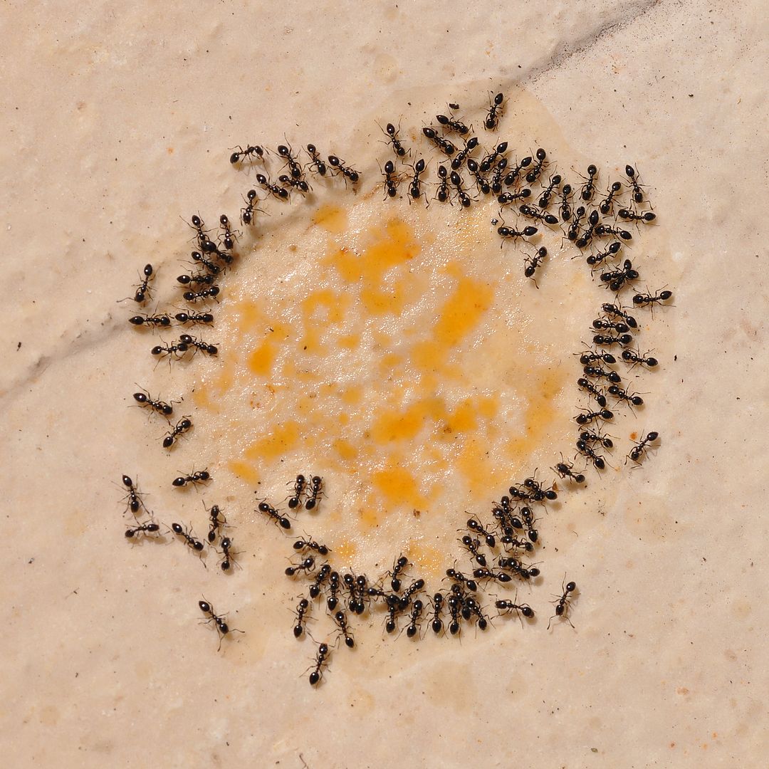 DSC_7655 fourmis et goutte d'huile BBQ-1080.jpg