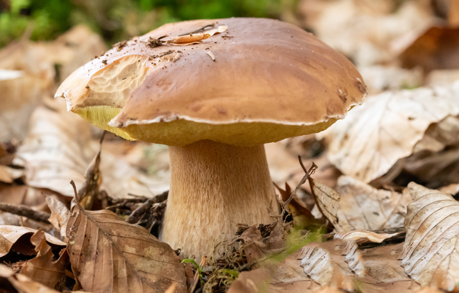DSC_7116-Modifier.jpg