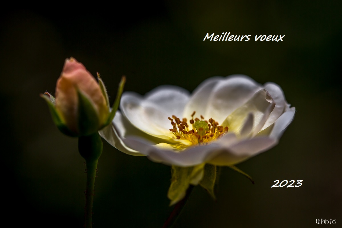 2023 voeux LB.jpg