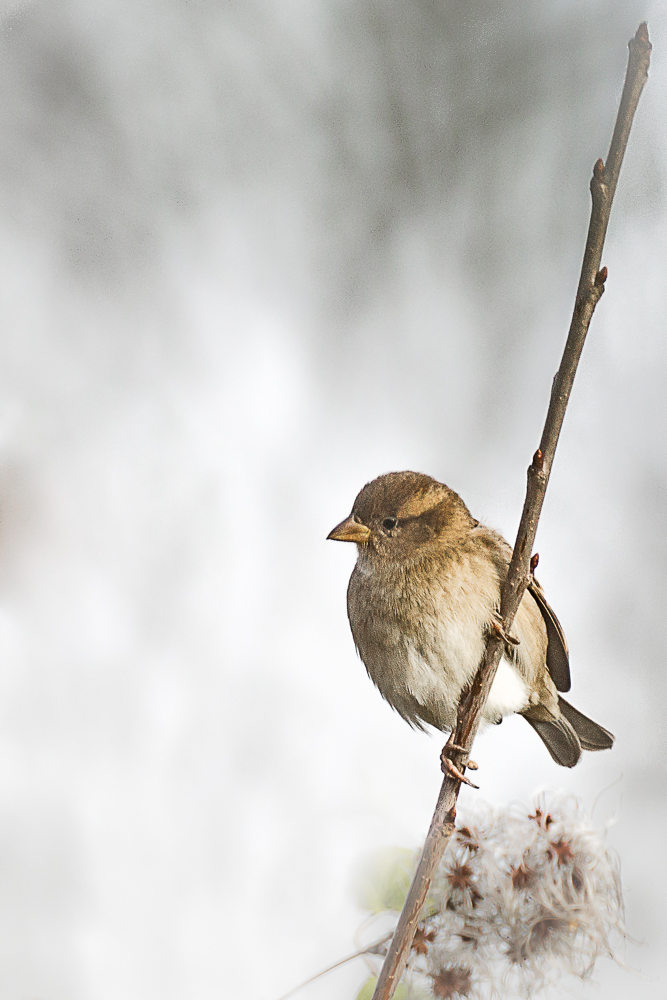 GranySchmith (1)-Modifier.jpg