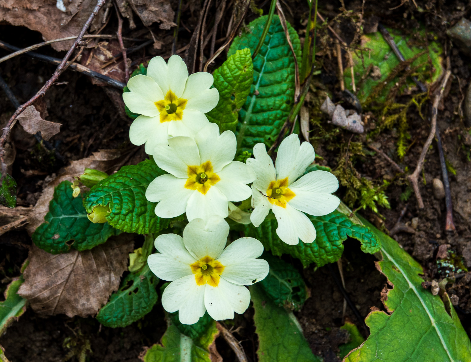 C'est le printemps.jpg
