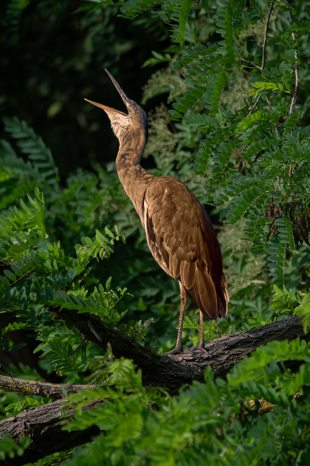 DSC_9889-Modifier.jpg