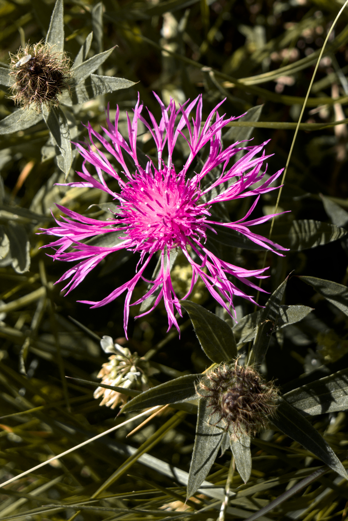 fleurdontjeneconnaispaslenom2.jpg