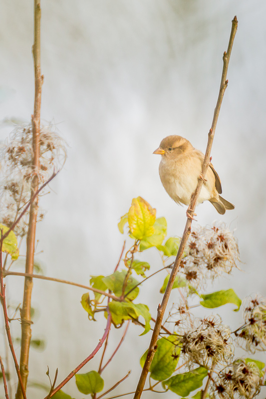 sans titre (1 sur 1)-2.jpg
