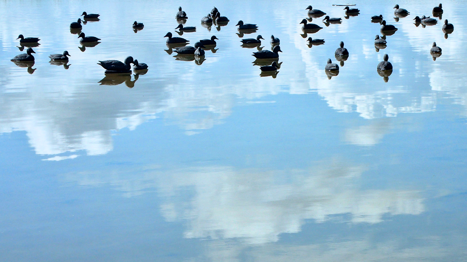 canards baie de somme.jpg