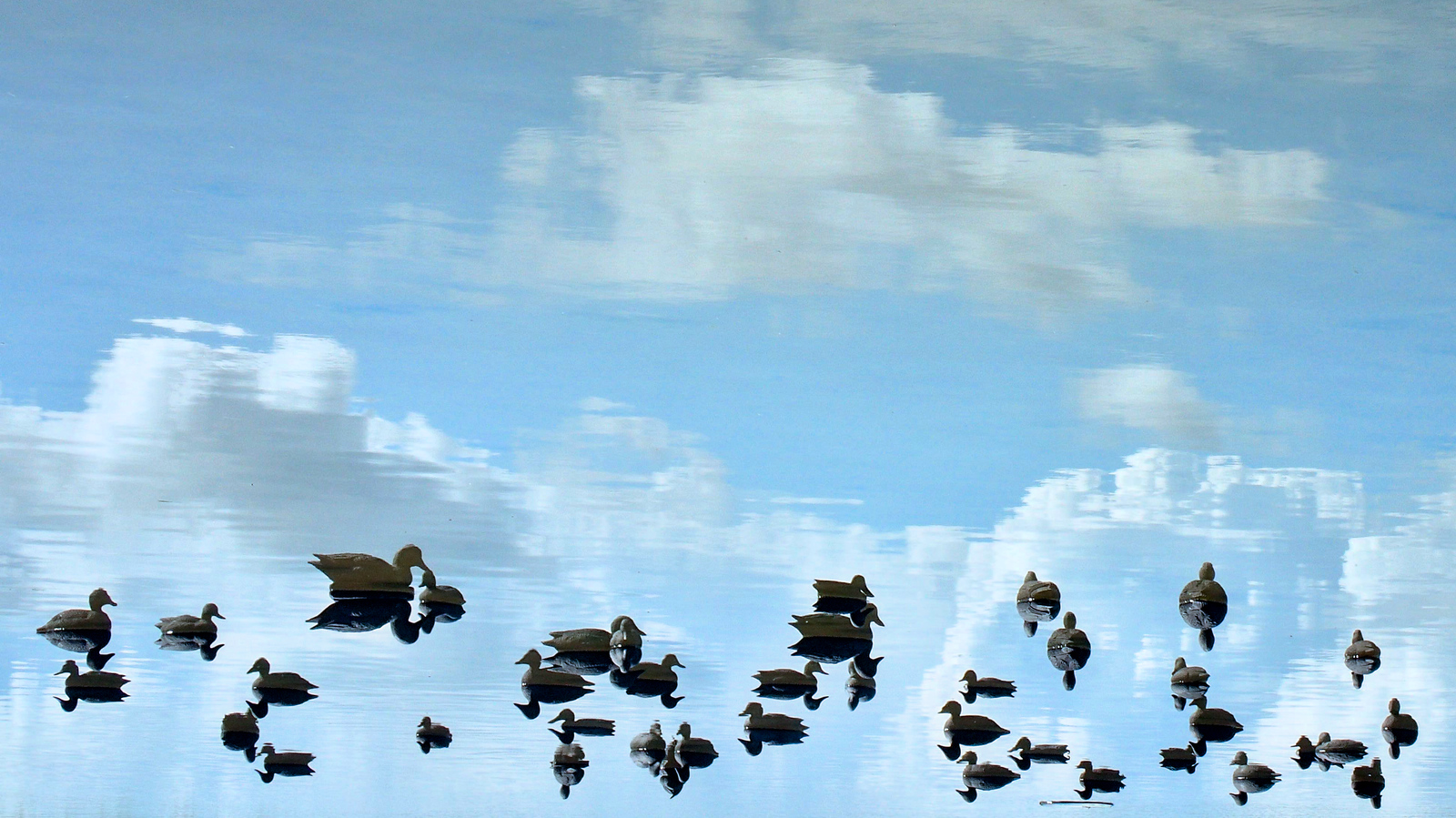 canards baie de somme_01.jpg