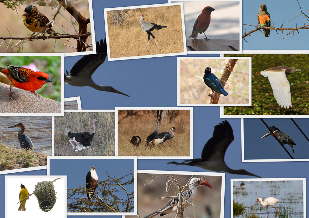 06072013-Sans titremontage oiseaux1.jpg