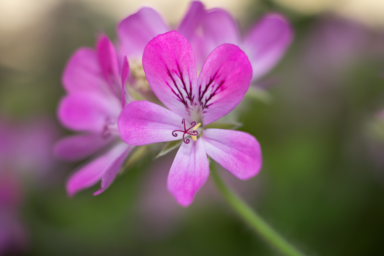 _DSC8766_67_Stack-2-Modifier-Modifier.jpg