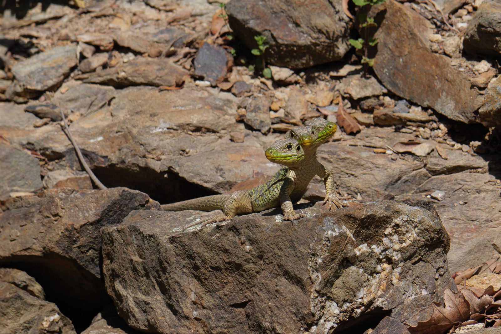 P2003135-2.jpg