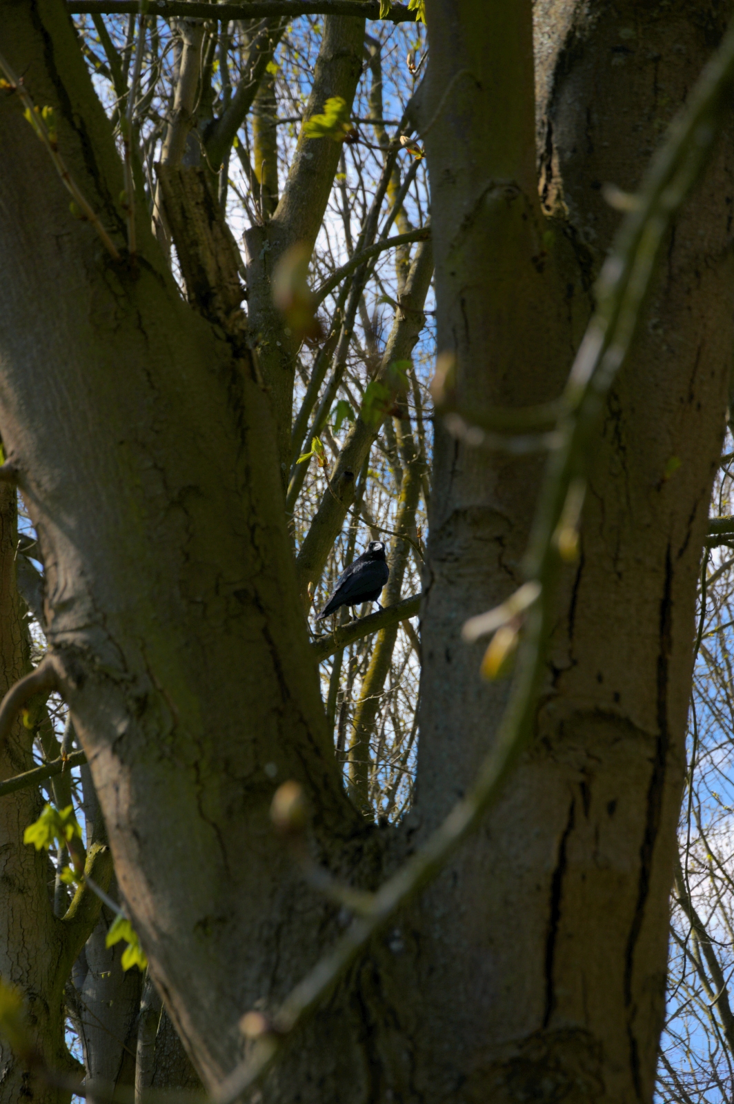 DSC_0007.1.jpg