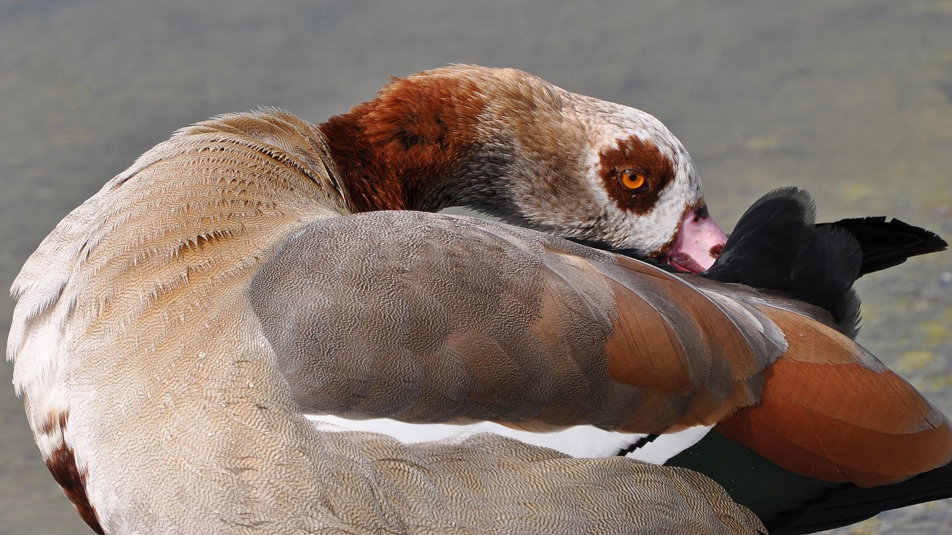 DSC_2379 la Courneuve ouette d'Egypte (la tête dans le...)-1080.jpg