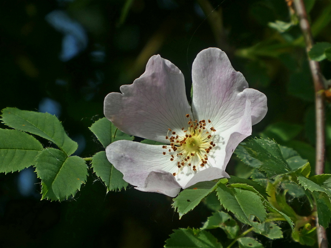 29 mai 2025 Eglantine.JPG