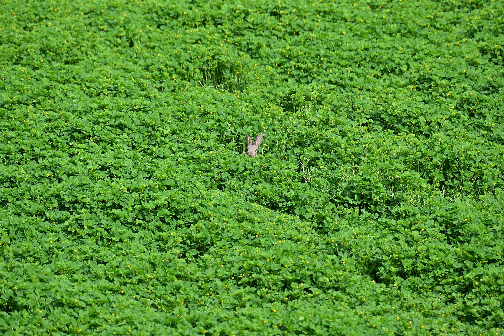 BLK_2707 lapin dans la luzerne à la Courneuve-1080.jpg