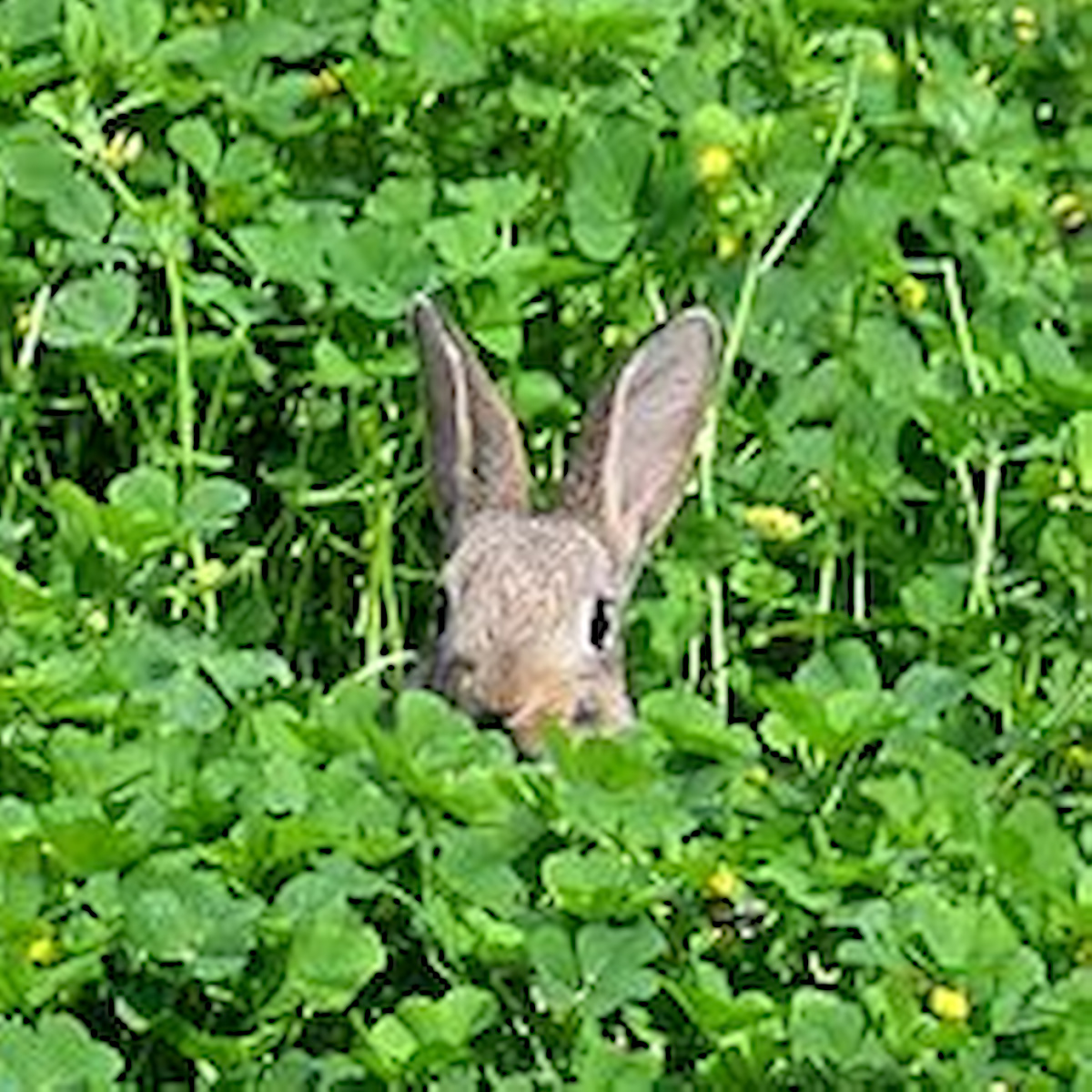 BLK_2707 lapin dans la luzerne à la Courneuve-1080.jpg