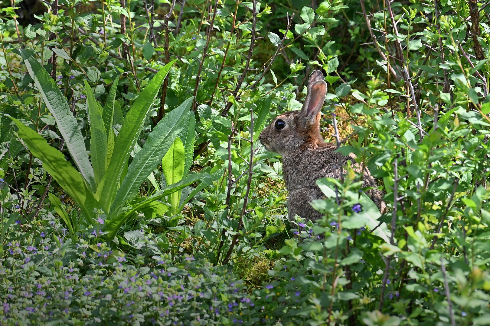 BLK_2573 lapin à la Courneuve-1080.jpg