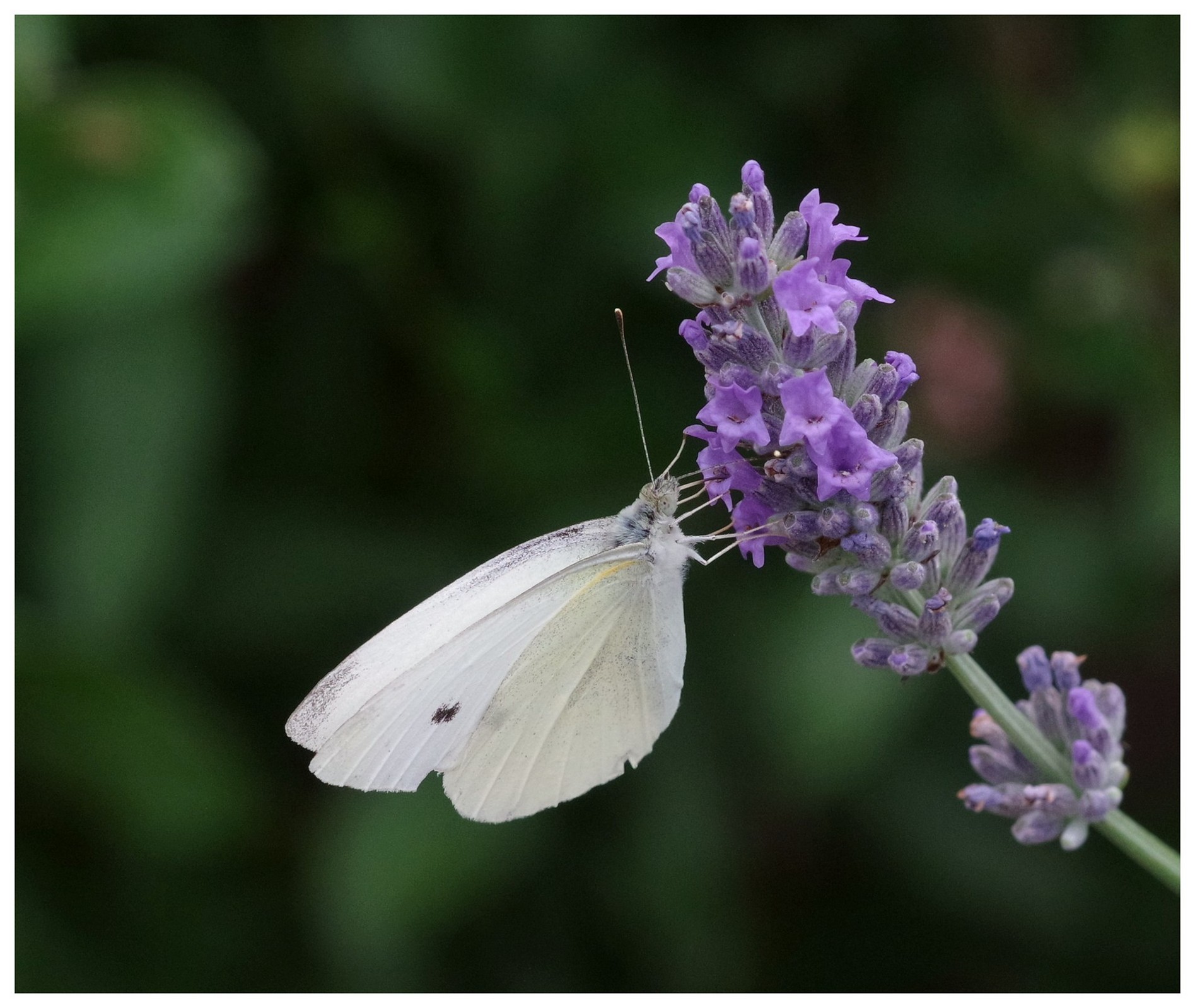 29 06 26 papillons (20).jpg