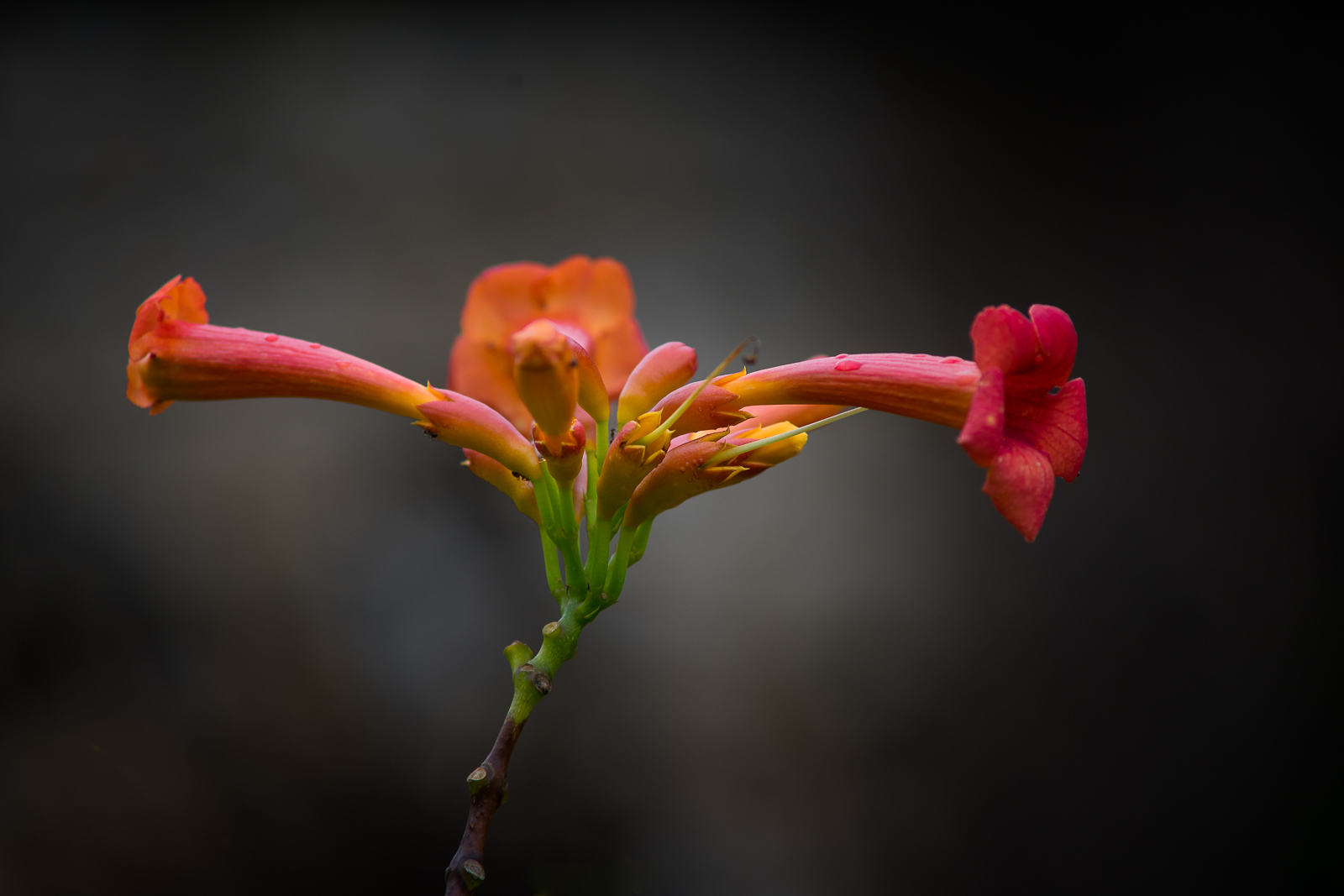 _DSC0478-Modifier.jpg