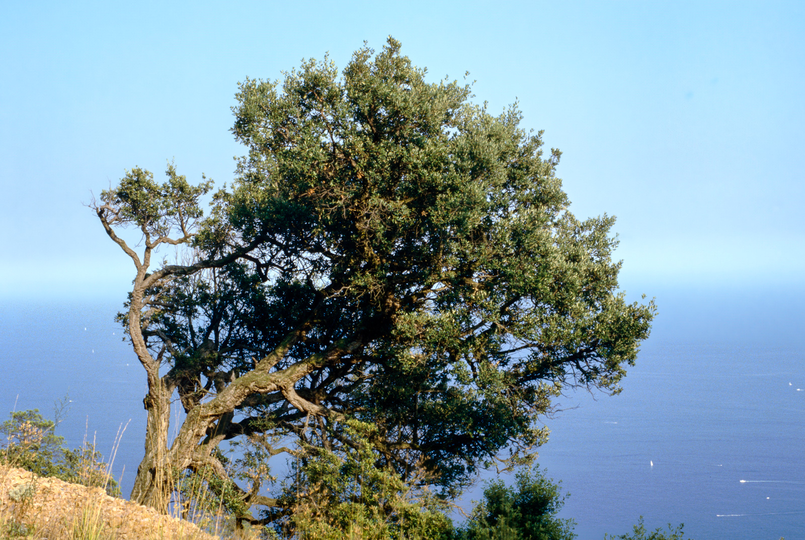 Diapo_00318-tz-2.jpg