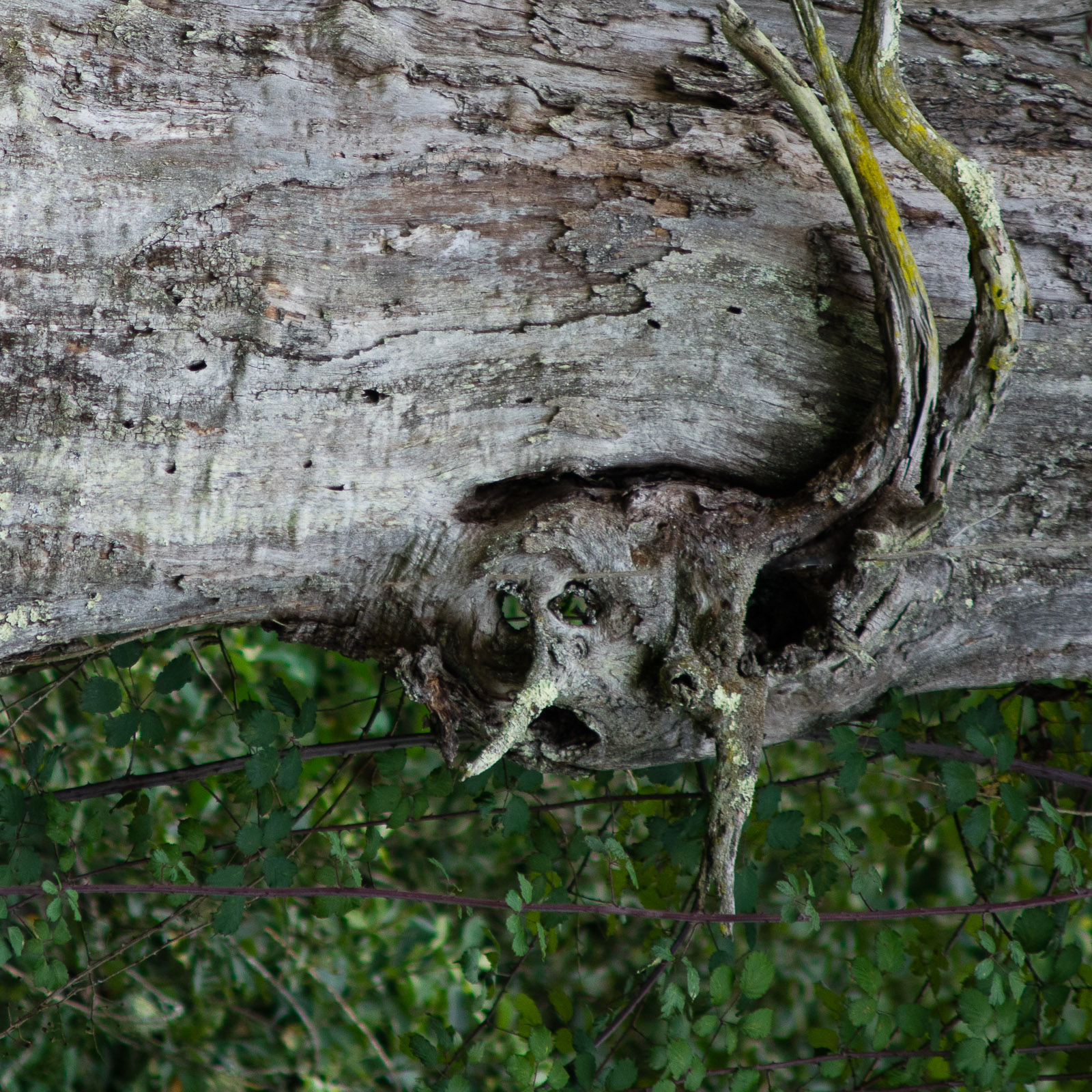 _DSC0493-Rotation.jpg