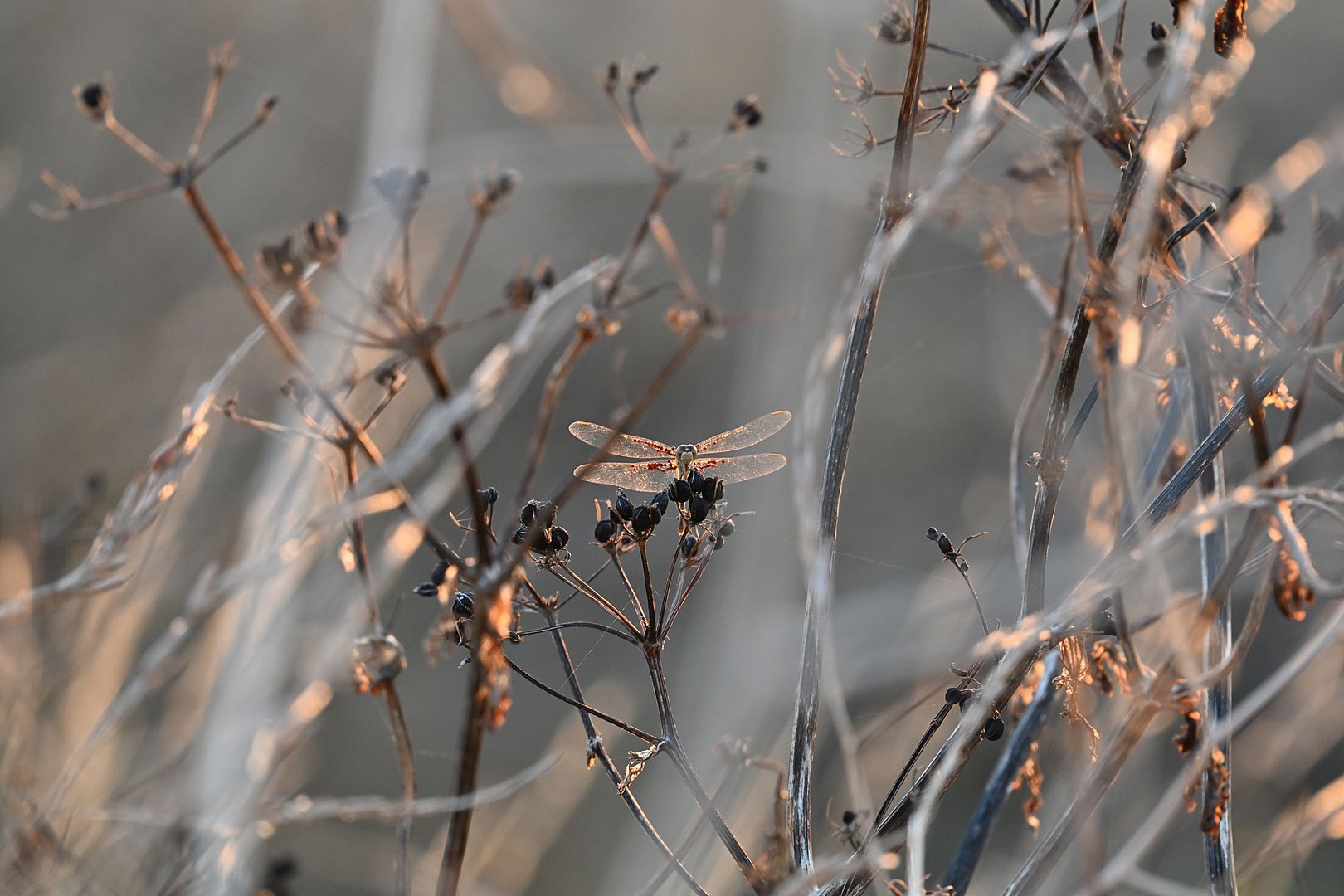 BLK_3998 Arrenurus papillator SOUS Sympetrum meridionale SUR Maceron.jpg