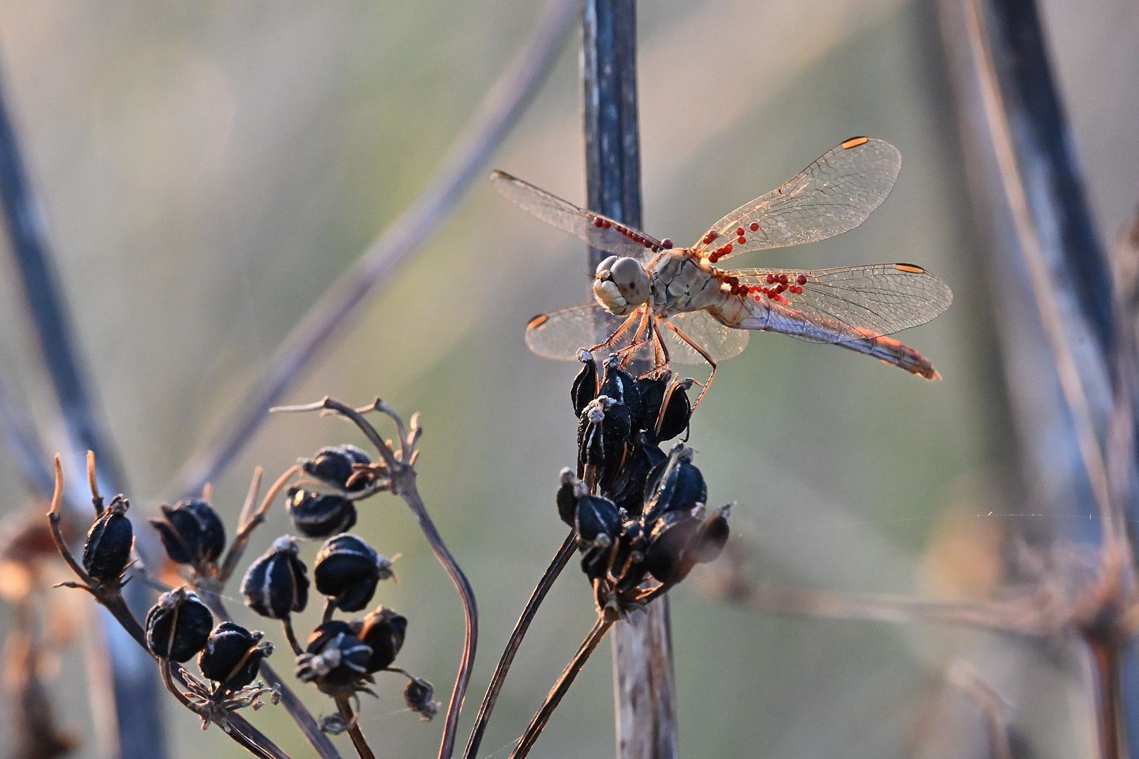 BLK_4003 Arrenurus papillator SOUS Sympetrum meridionale SUR Maceron.jpg
