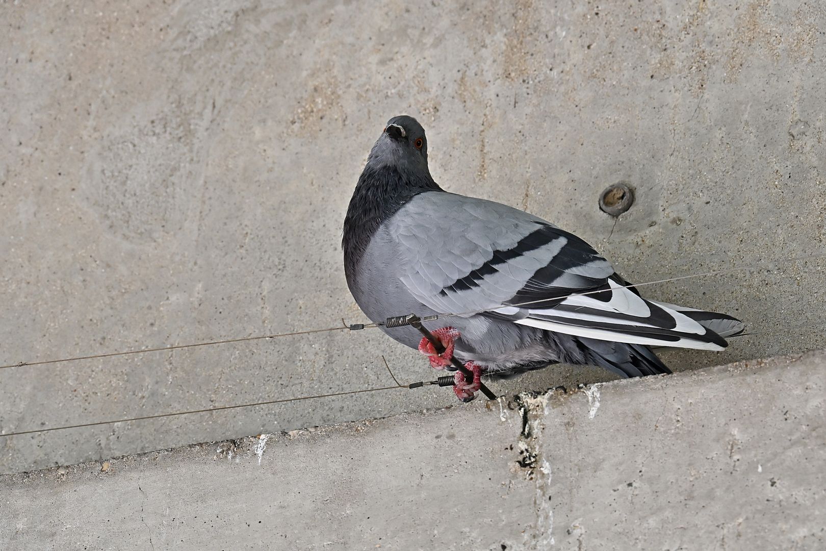 BLK_4080 pigeon sur fil anti-pigeon-1080.jpg