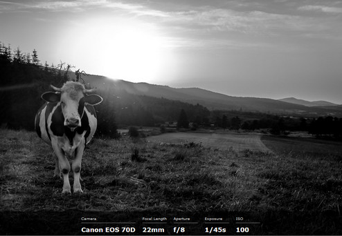 exify de la vache.jpg
