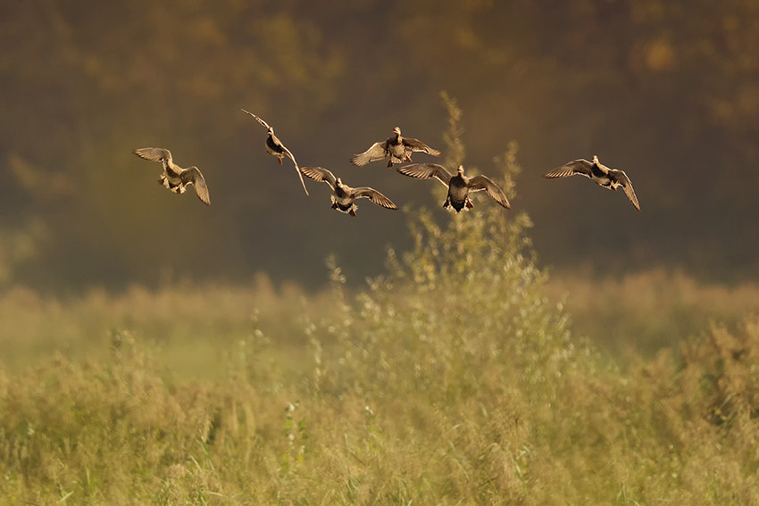 vol-de-canard.jpg