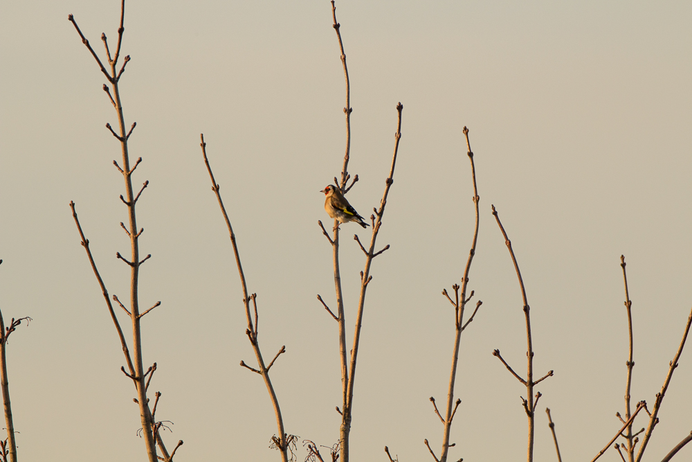 IMG_4318-2.jpg