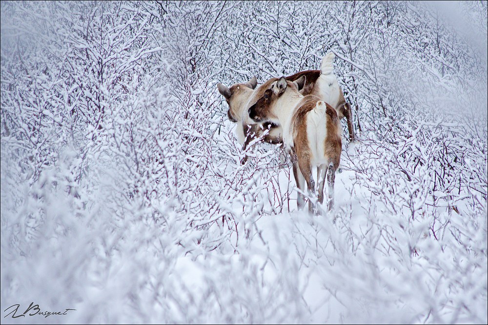 2016_0214_Norvege_JLUC7625_1000.jpg