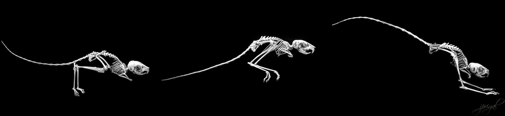 Sans titre-1-Modifier.jpg